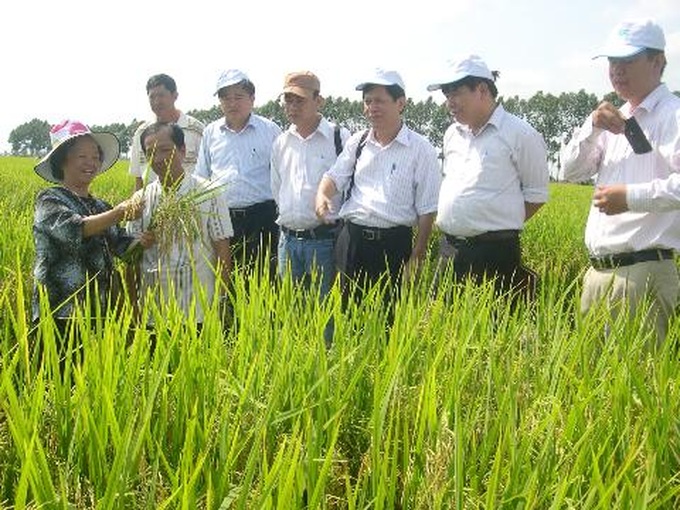 New hybrid rice variety piloted without permission - 1