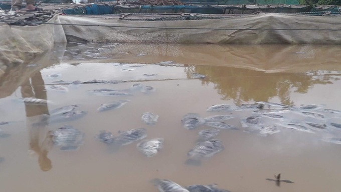 No compensation for mass fish deaths caused by hydropower discharge - 1 No compensation for mass fish deaths caused by hydropower discharge - 1