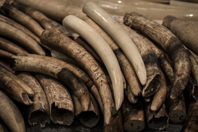 China crushes six tonnes of ivory - 1
