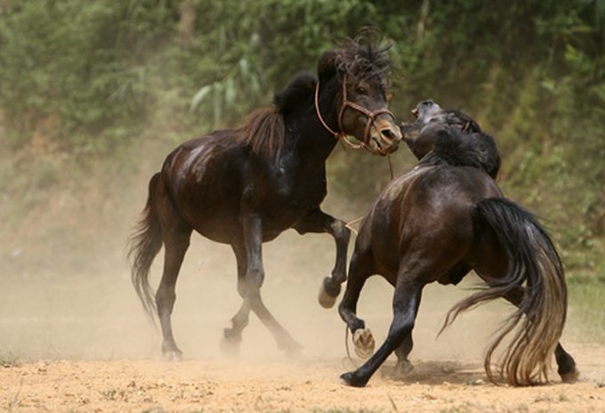 Horse fighting in Ha Giang Province - 2