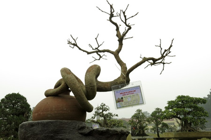 Rare bonsai exhibition in Hanoi - 1