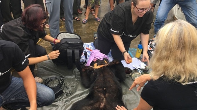 Sun bear transferred to rescue centre - 1