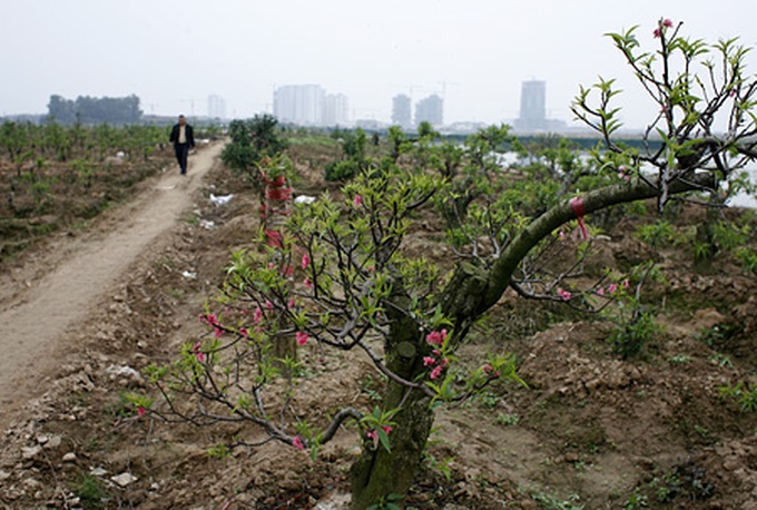 Peach orchards threatened by urbanisation - 1 Peach orchards threatened by urbanisation - 1