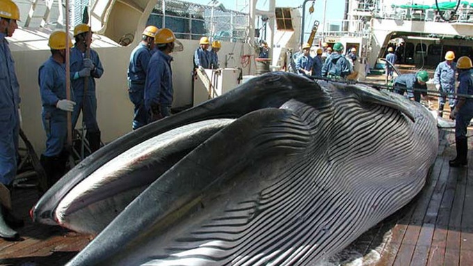 Japan wraps up Pacific whale hunt - 1 Japan wraps up Pacific whale hunt - 1