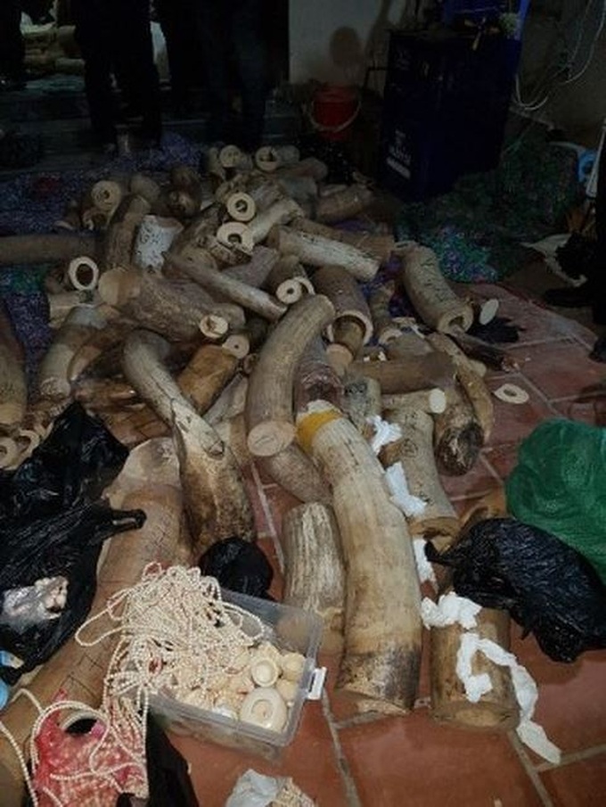 Nearly a tonne of ivory seized at Hanoi house - 1