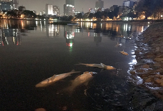 Tonnes of fish found dead in Hanoi lake - 1