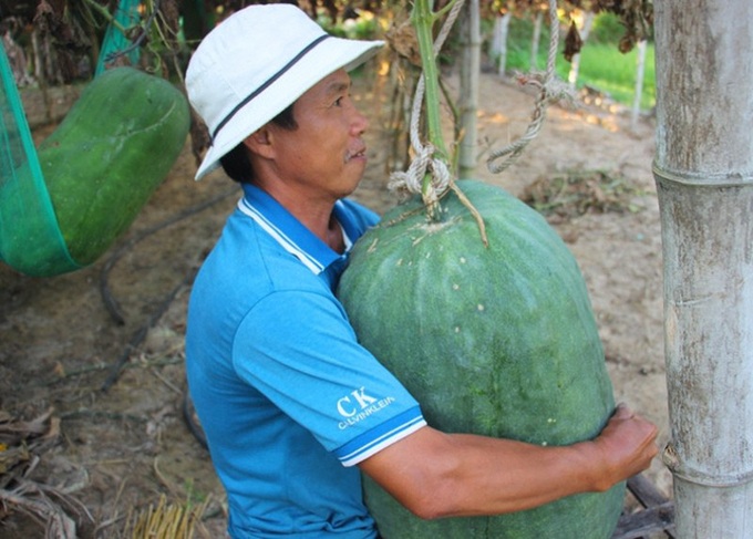 Binh Dinh village's giant winter melons - 7