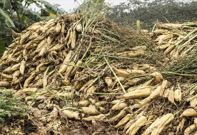 Daikon radishes dumped in Red River due to low prices - 5