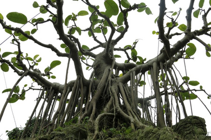 Rare bonsai exhibition in Hanoi - 2
