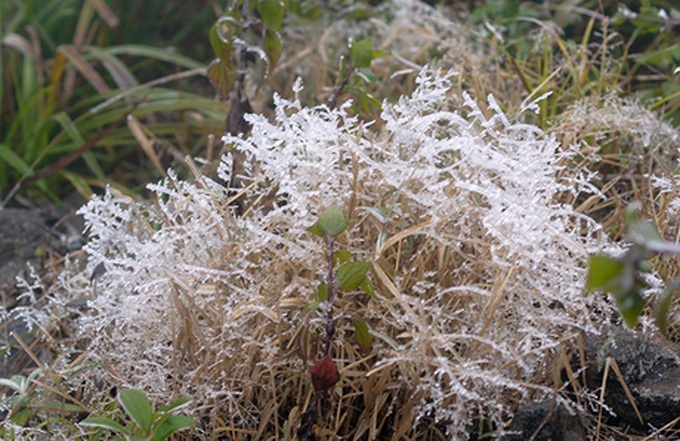 Cold spell threatens Sapa livestock - 2