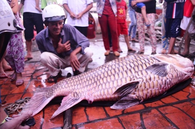 128kg giant carp caught in Vinh Long Province - 1 128kg giant carp caught in Vinh Long Province - 1