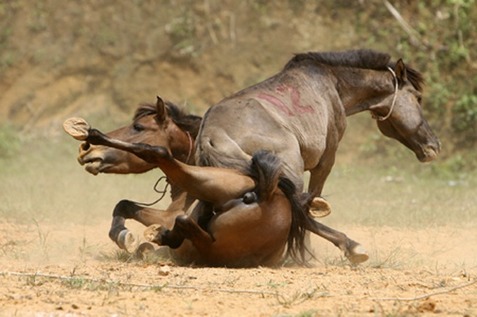 Horse fighting in Ha Giang Province - 3