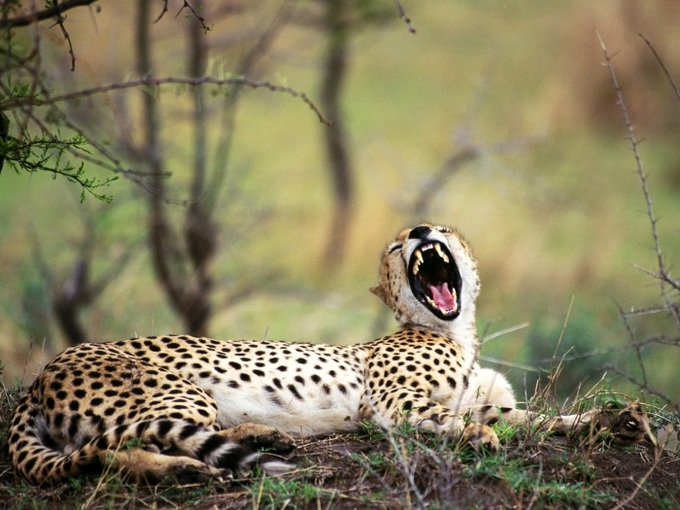 Wild animal protection hot line set up - 1 Wild animal protection hot line set up - 1