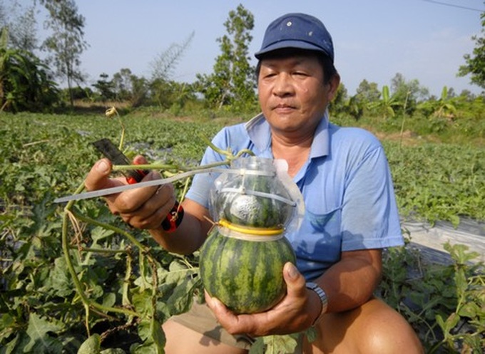 Mekong Delta’s farmers prepare unique fruits for Tet - 1 Mekong Delta’s farmers prepare unique fruits for Tet - 1