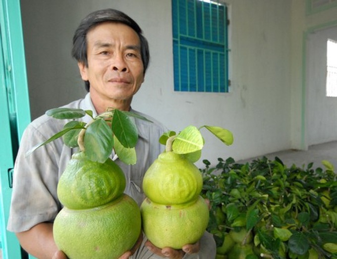 Mekong Delta’s farmers prepare unique fruits for Tet - 3 Mekong Delta’s farmers prepare unique fruits for Tet - 3