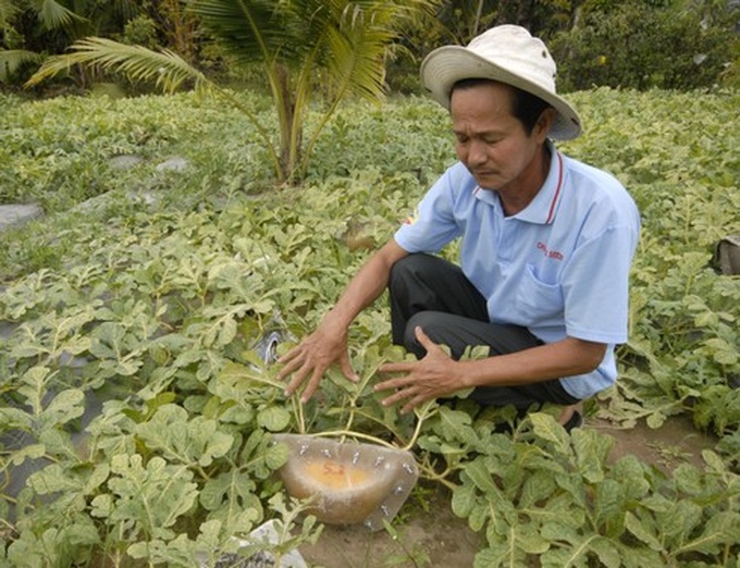 Mekong Delta’s farmers prepare unique fruits for Tet - 4 Mekong Delta’s farmers prepare unique fruits for Tet - 4