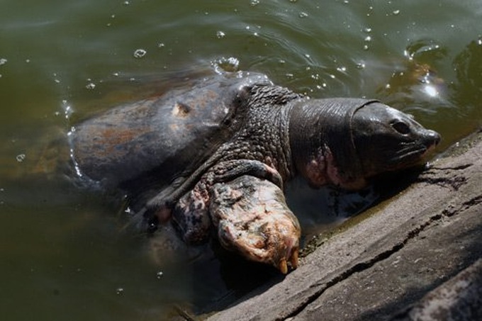 Hanoi’s legendary turtle may be hungry - 1 Hanoi’s legendary turtle may be hungry - 1