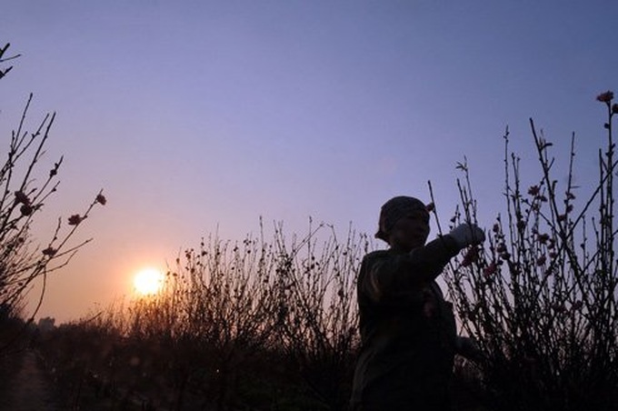 Nhat Tan apricot village prepares for Tet holiday - 2 Nhat Tan apricot village prepares for Tet holiday - 2