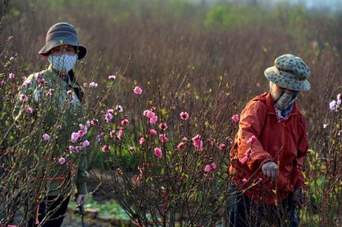 Nhat Tan apricot village prepares for Tet holiday - 4 Nhat Tan apricot village prepares for Tet holiday - 4