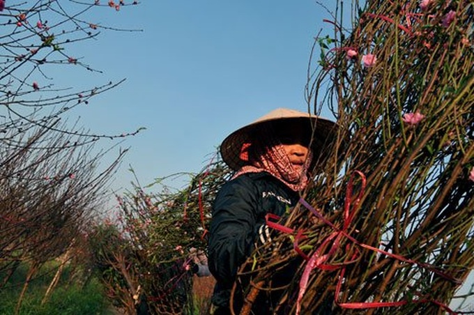 Nhat Tan apricot village prepares for Tet holiday - 7 Nhat Tan apricot village prepares for Tet holiday - 7