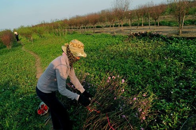 Nhat Tan apricot village prepares for Tet holiday - 8 Nhat Tan apricot village prepares for Tet holiday - 8