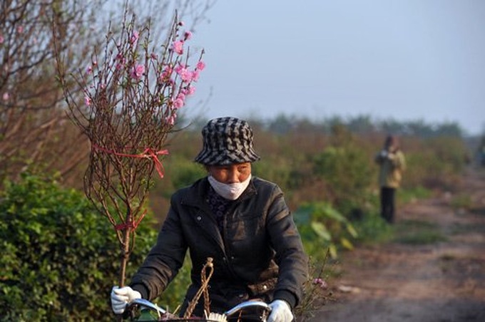 Nhat Tan apricot village prepares for Tet holiday - 9 Nhat Tan apricot village prepares for Tet holiday - 9