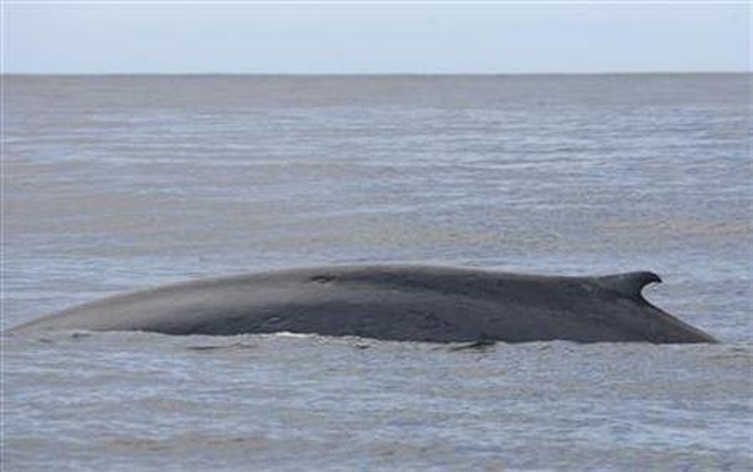 Scientists tune into blue whale songs with defence technology - 1