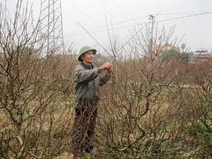 Peach tree rent service heats up in the coldness - 1 Peach tree rent service heats up in the coldness - 1