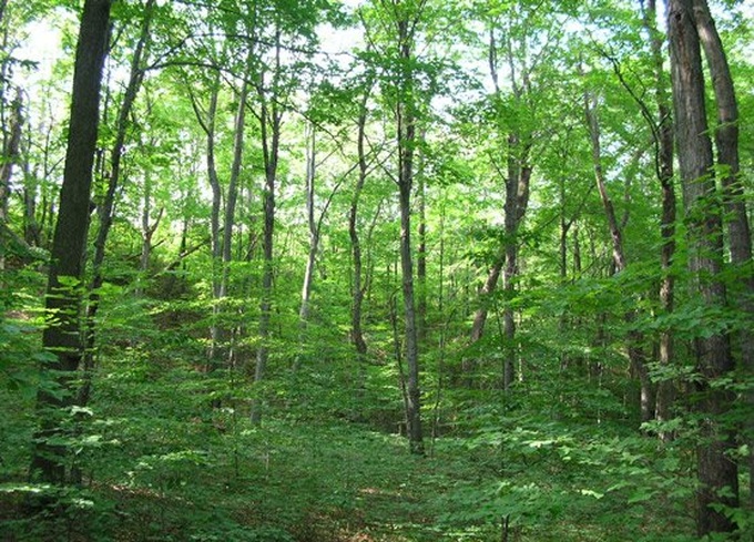 Vietnam’s sustainable forest target deemed unattainable - 1 Vietnam’s sustainable forest target deemed unattainable - 1