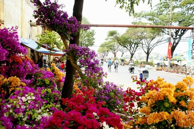 Tet flower market in Saigon - 5 Tet flower market in Saigon - 5