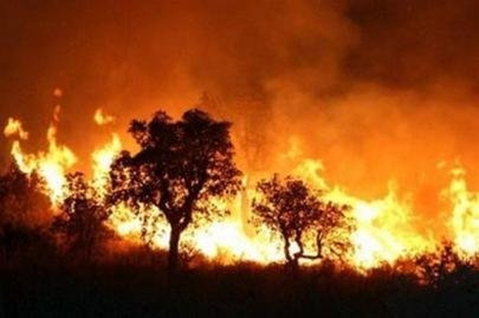 Vietnam to fight forest fires manually over next ten years - 1 Vietnam to fight forest fires manually over next ten years - 1