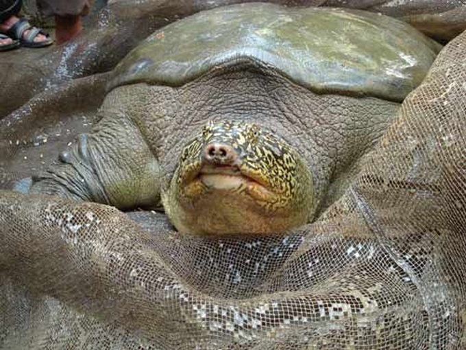 European TV channel to produce film about Hanoi’s legendary turtle - 1 European TV channel to produce film about Hanoi’s legendary turtle - 1