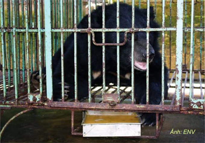More bear protection activities - 1 More bear protection activities - 1