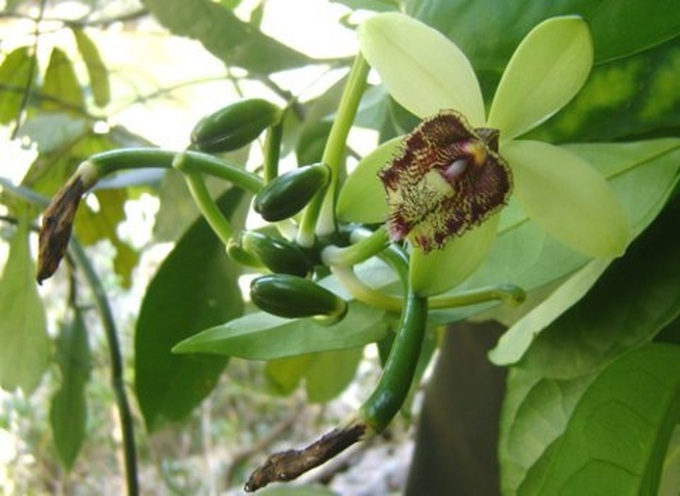 Vanilla orchid discovered in Vietnam - 1 Vanilla orchid discovered in Vietnam - 1