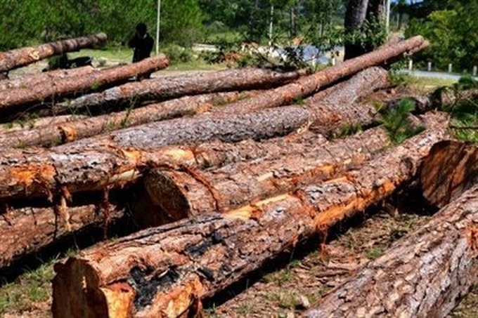 Lam Dong decided to sacrifice Da Lat special-use forest for stone mine - 1