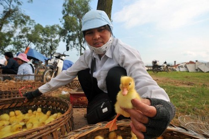 A rural market amid Hanoi - 12