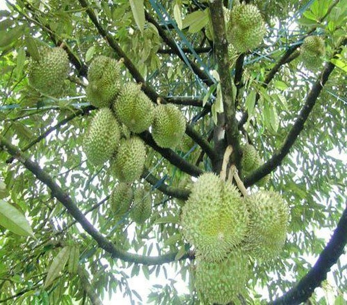 Exuberant orchards in Mekong Delta - 1 Exuberant orchards in Mekong Delta - 1
