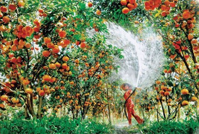 Exuberant orchards in Mekong Delta - 5 Exuberant orchards in Mekong Delta - 5