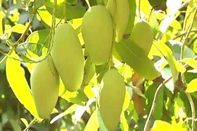 Exuberant orchards in Mekong Delta - 7 Exuberant orchards in Mekong Delta - 7