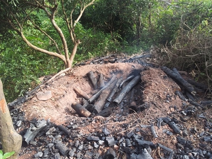 Primeval forest destroyed for charcoal - 1