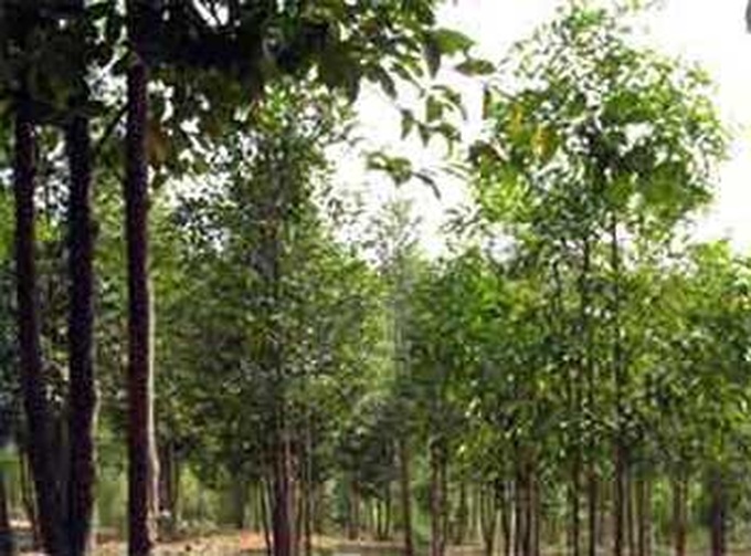 Forest areas sharply narrowed down - 1