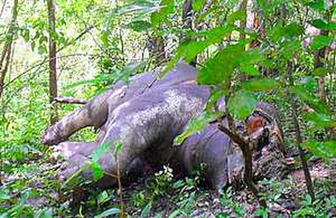 Scientists urge to set up emergency plan to protect elephants - 1 Scientists urge to set up emergency plan to protect elephants - 1