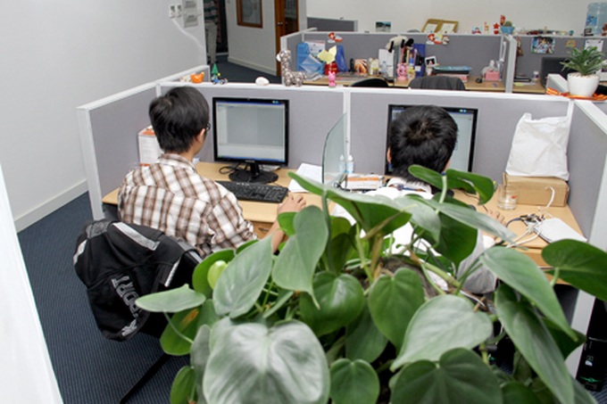 Vietnamese people rush to have indoor plants to get rid of toxic gas - 1