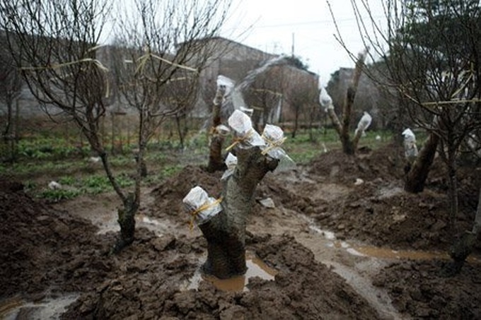 Gardener grafts peach trees for Tet - 10