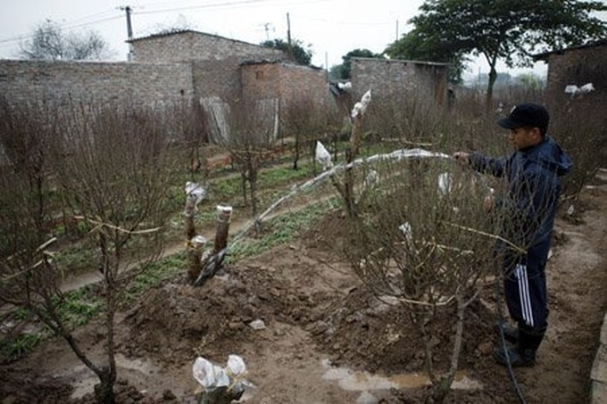 Gardener grafts peach trees for Tet - 11