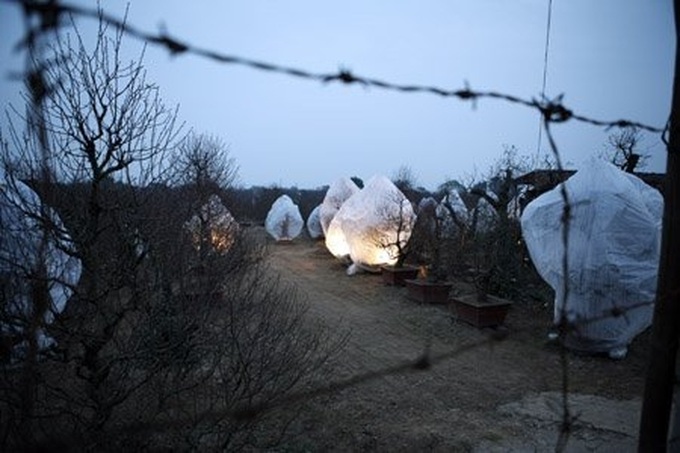 Gardener grafts peach trees for Tet - 12