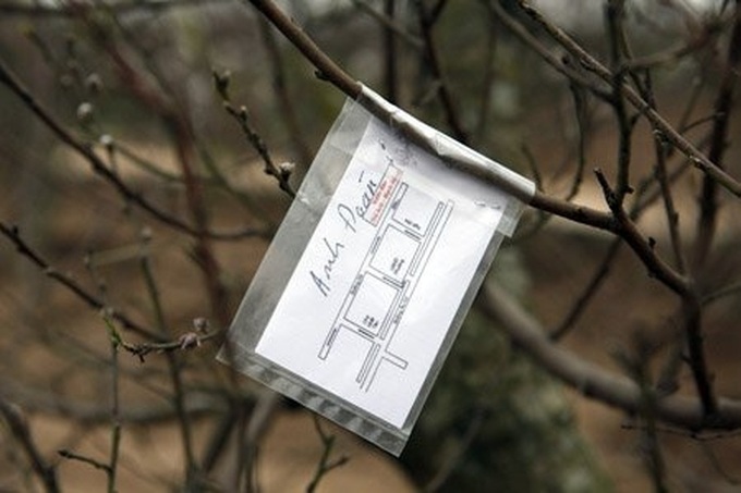 Gardener grafts peach trees for Tet - 13