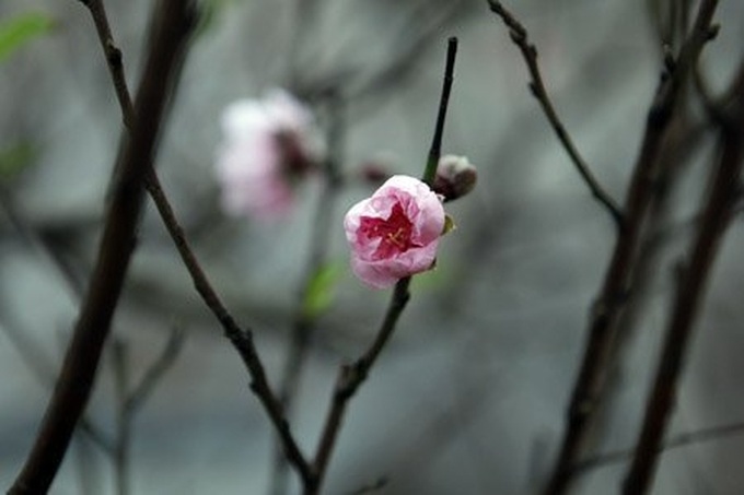 Gardener grafts peach trees for Tet - 14