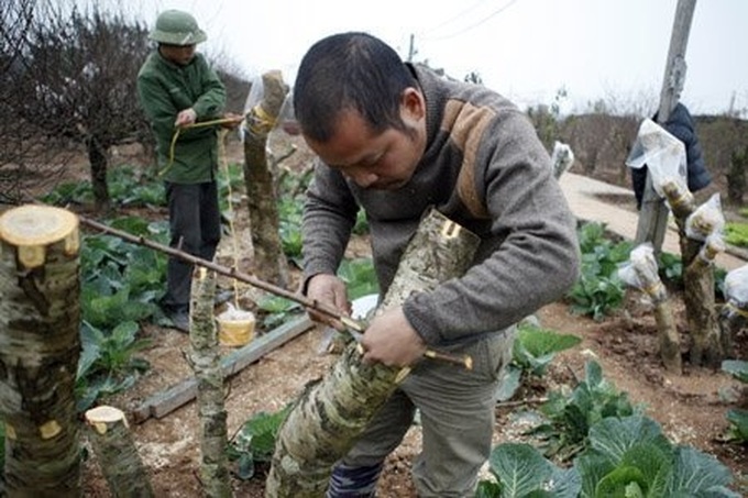 Gardener grafts peach trees for Tet - 3