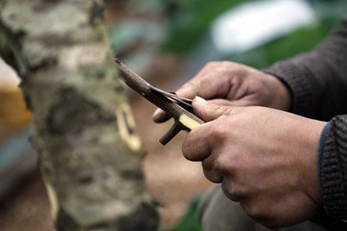 Gardener grafts peach trees for Tet - 4